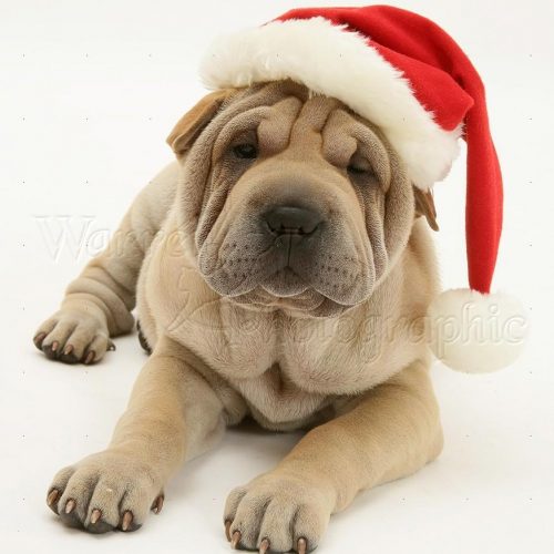 19997-Shar-pei-pup-wearing-a-Santa-hat-white-background 19997-Shar-pei-pup-wearing-a-Santa-hat-white-background